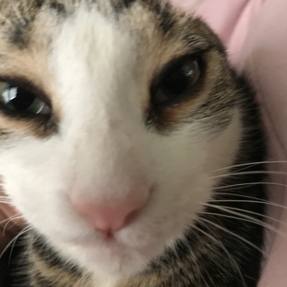 Meet your Posher, Sanchez - Picture 1 of 1